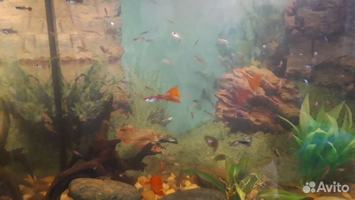 Мальки гуппи