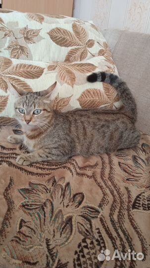 Кошка