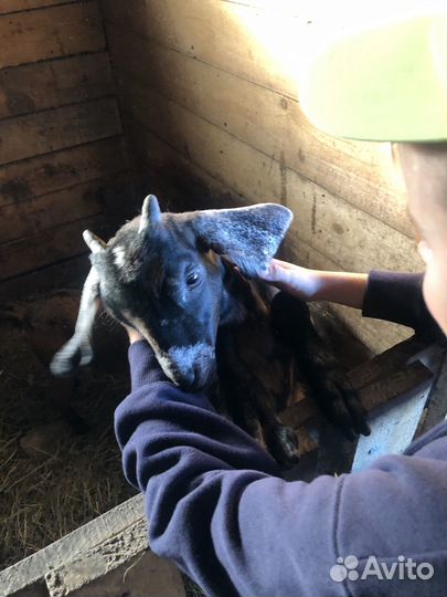 Нубийские козлята