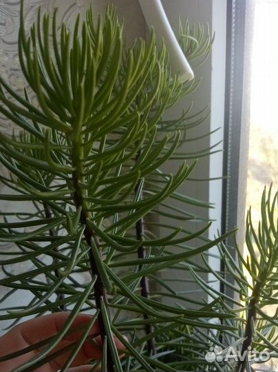 Суккулент синецио