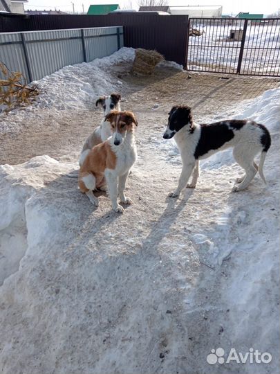 Русская псовая борзая щенки