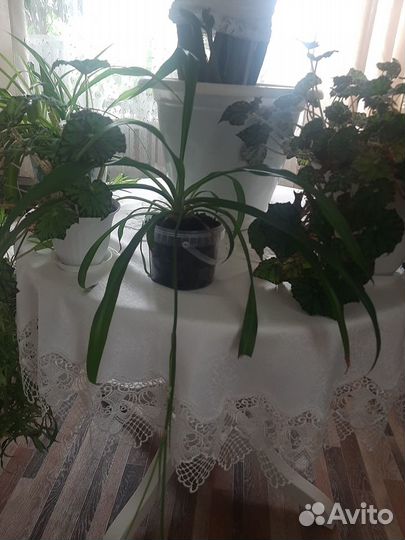 Комнатные цветы