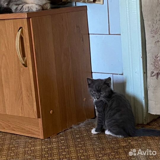 Кошки в добрые руки