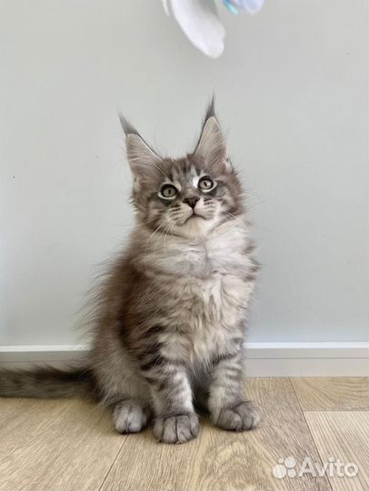 Котята мейн-кун