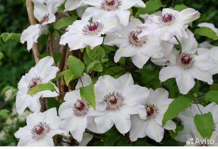 Клематисы