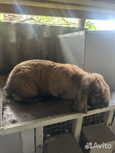 Кролики самка