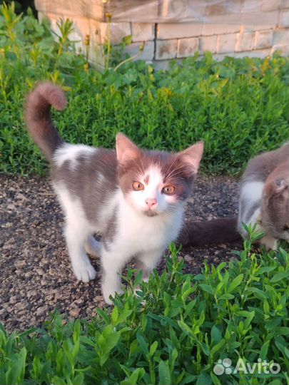 Котята в дар