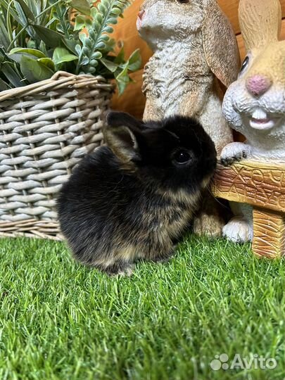 Самый большой выбор карликовых кроликов