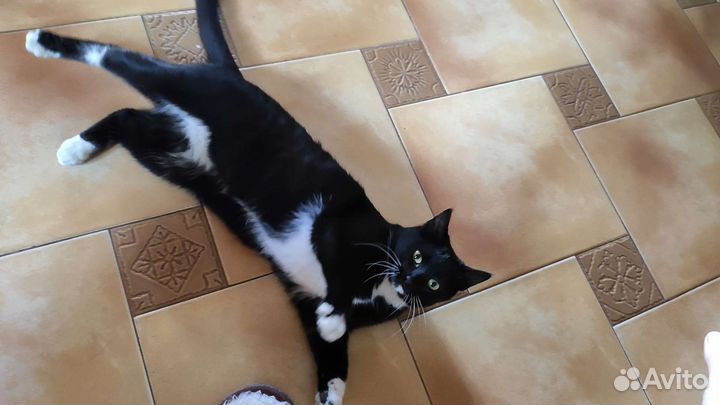 Кошечка Барбара, 9 мес, в дар