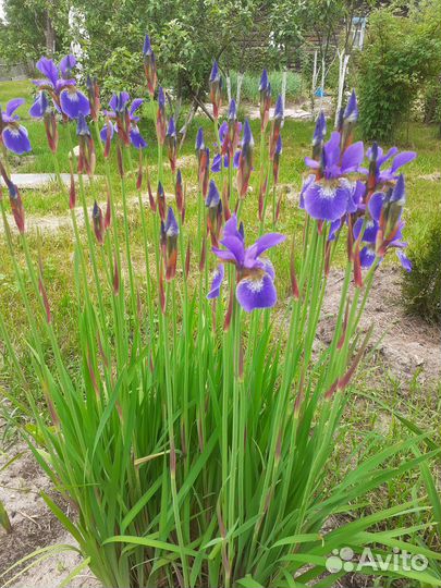 Цветы для вашего сада