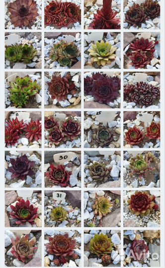 Молодило,каменная роза садовая