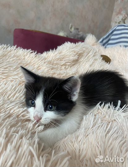 Котенок в добрые руки