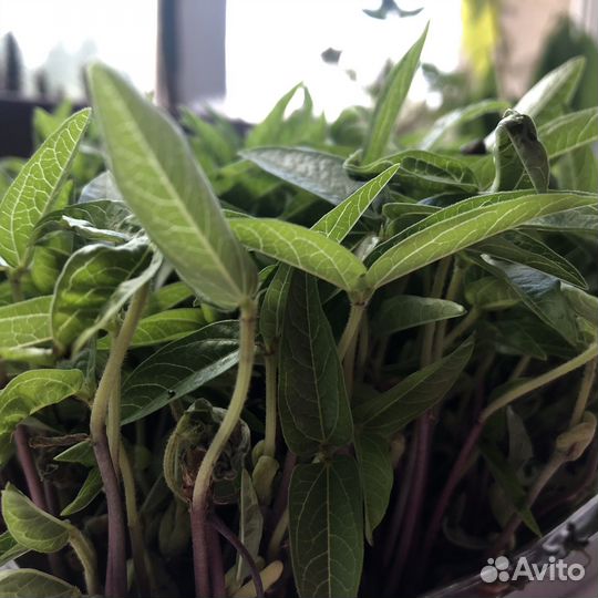 Микрозелень маш