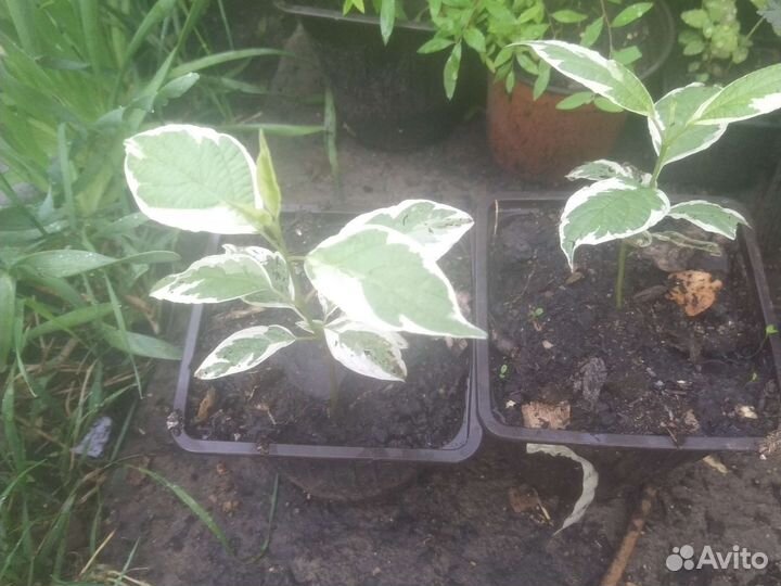 Дерен пестролистный