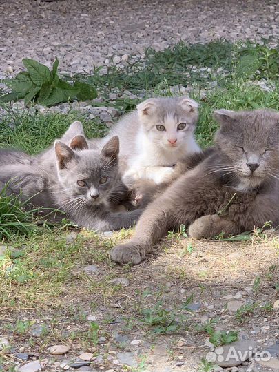 Отдам в добрые руки