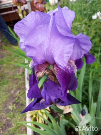 Ирисы бородатые, рябчик