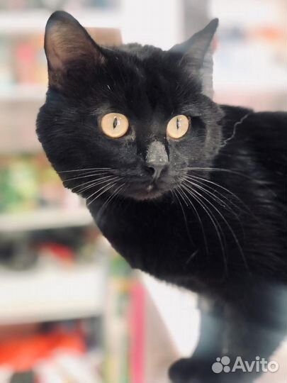 Маркиз в дар