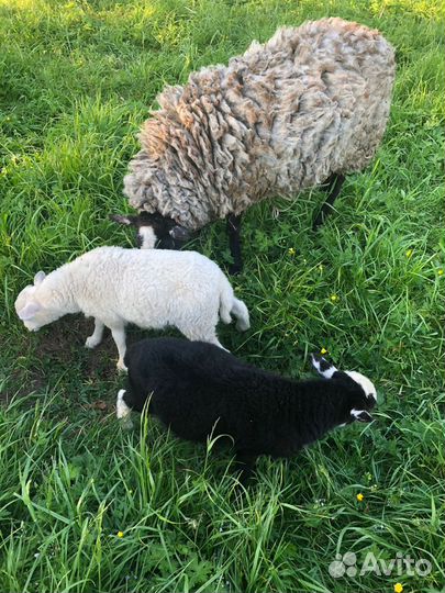 Овцы бараны