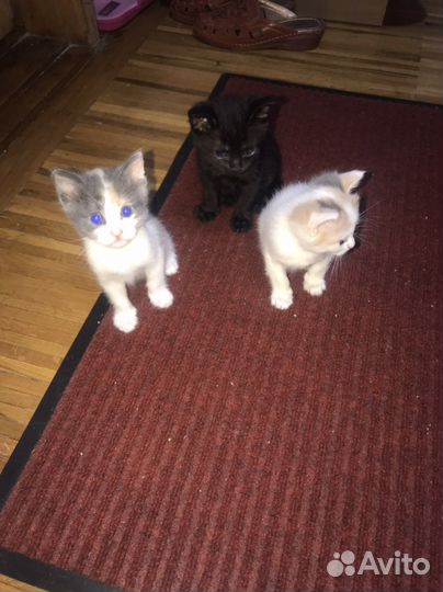 Котята в добрые руки