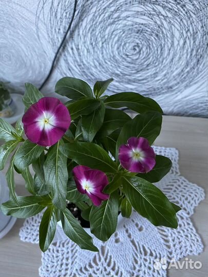 Катарантус