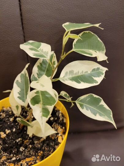 Фикус Ficus Starlight