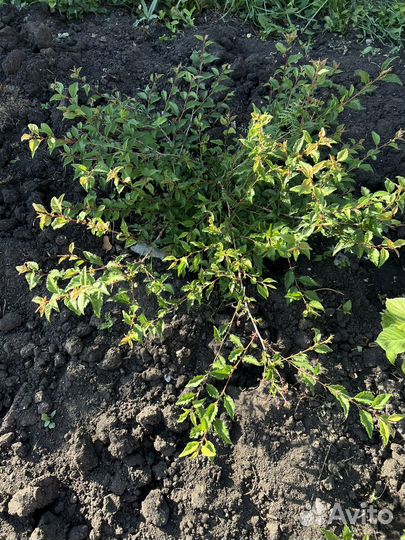 Саженцы миндаля белый