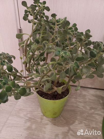 Отдам дримиопсис и аихризон