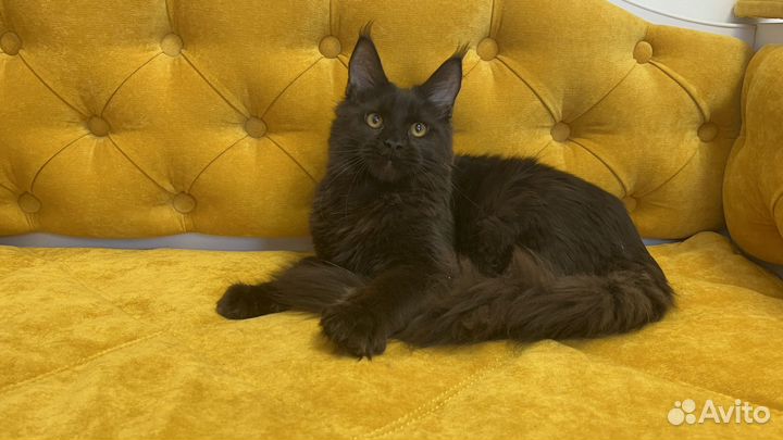 Кошки мейн-кун