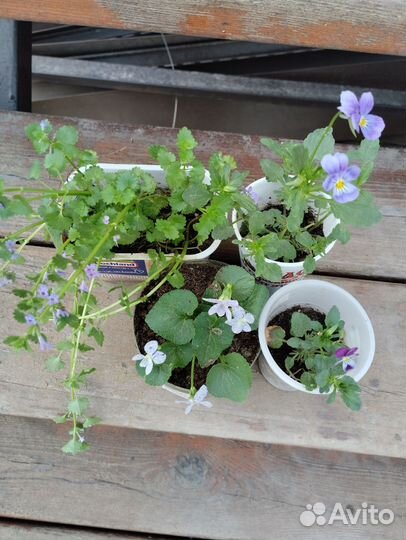 Садовые многолетники