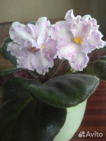 Фиалки сортовые