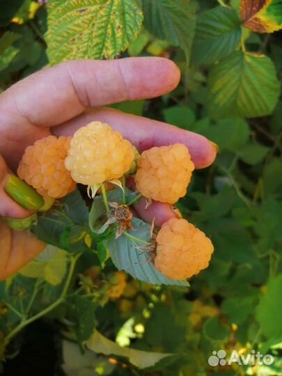 Ремонтантная малина саженцы