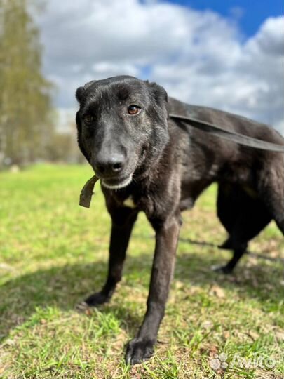 Монро в добрые руки