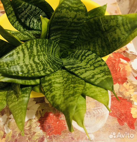 Сансевиерия