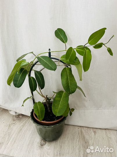 Hoya хойя икеа