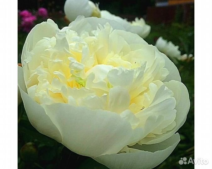 Пион молочноцветковый Duchesse de Nemours