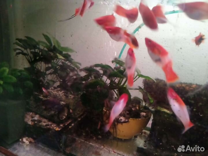 Аквариумные рыбки