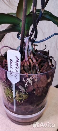 Орхидея фаленопсис Нарбонна