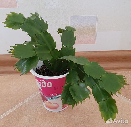 Декабристы