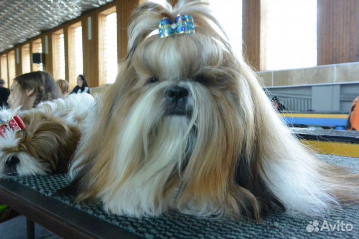 Ши-тцу вязка