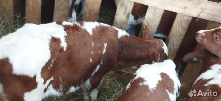 Телята с доставкой до двора за наш счёт