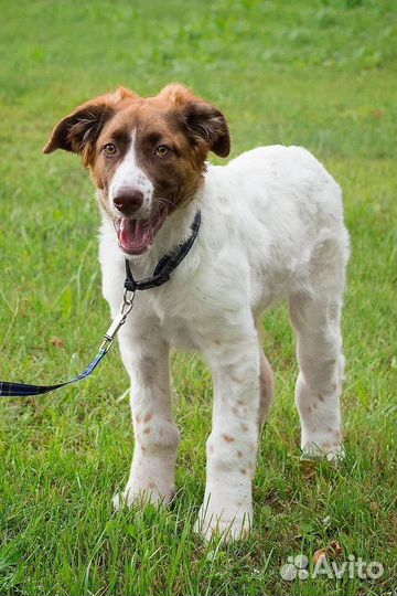 Щенок в добрые руки