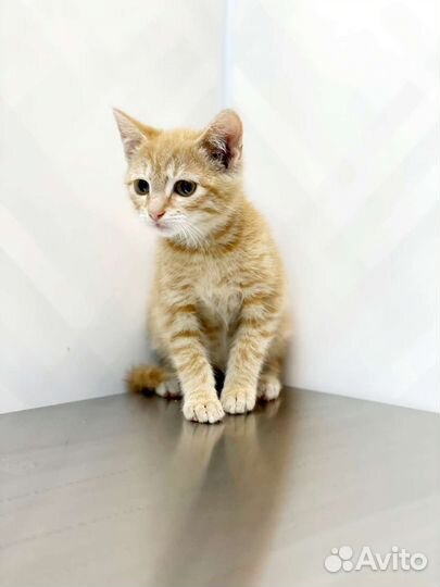 Солнышко (3 месяца) ищет дом