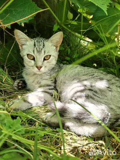 Отдам кошечку в добрые руки