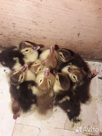 Мускусные индоутки