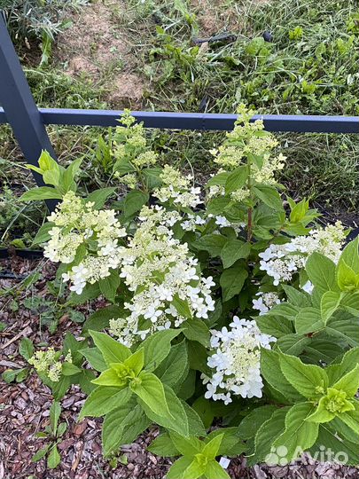 Гортензия метельчатая. Саженцы 1 и 2х летние