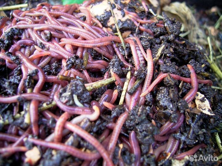 Калифорнийские дождевые черви