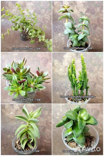 Суккуленты