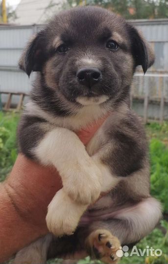 Собака в добрые руки отдам бесплатно