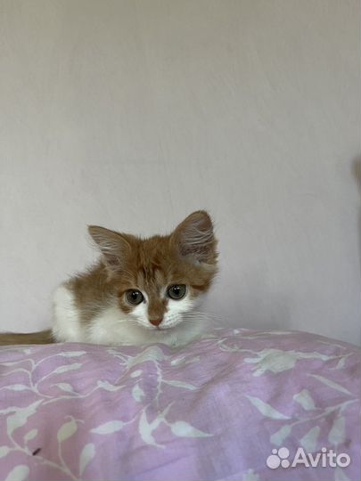 Котенок в добрые руки