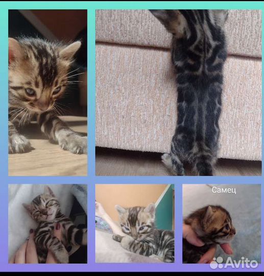 Бенгальские котята